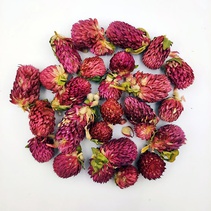 Цветы гомфрены